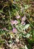 Erigeron orientalis. Верхушка цветущего растения. Чечня, Итум-Калинский р-н, вершина северного отрога горы Чархунышкорт, выс. 2500 м н.у.м, луг. 7 августа 2023 г.