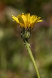 Leontodon hispidus