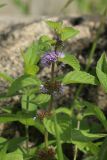 Mentha arvensis