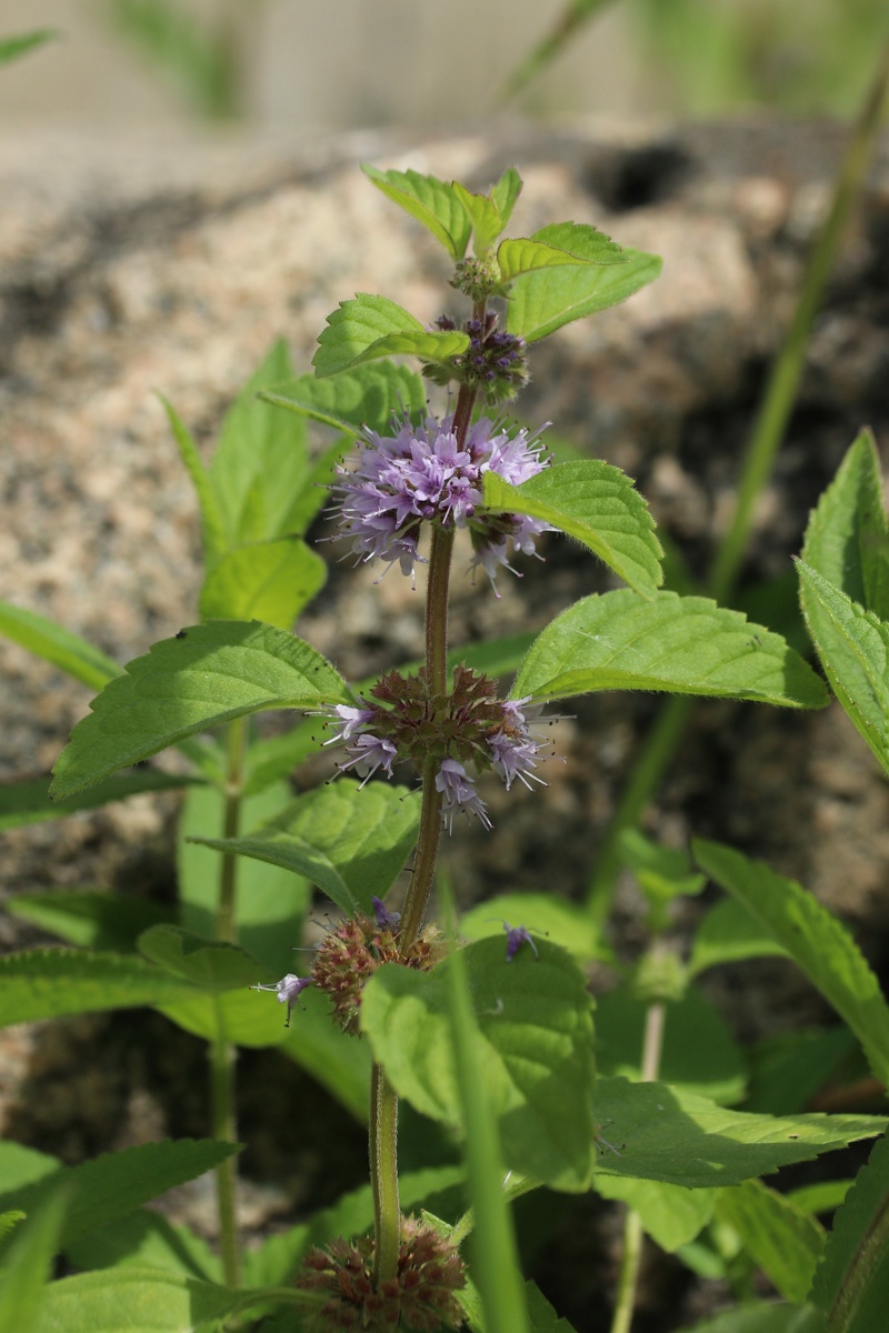 Изображение особи Mentha arvensis.