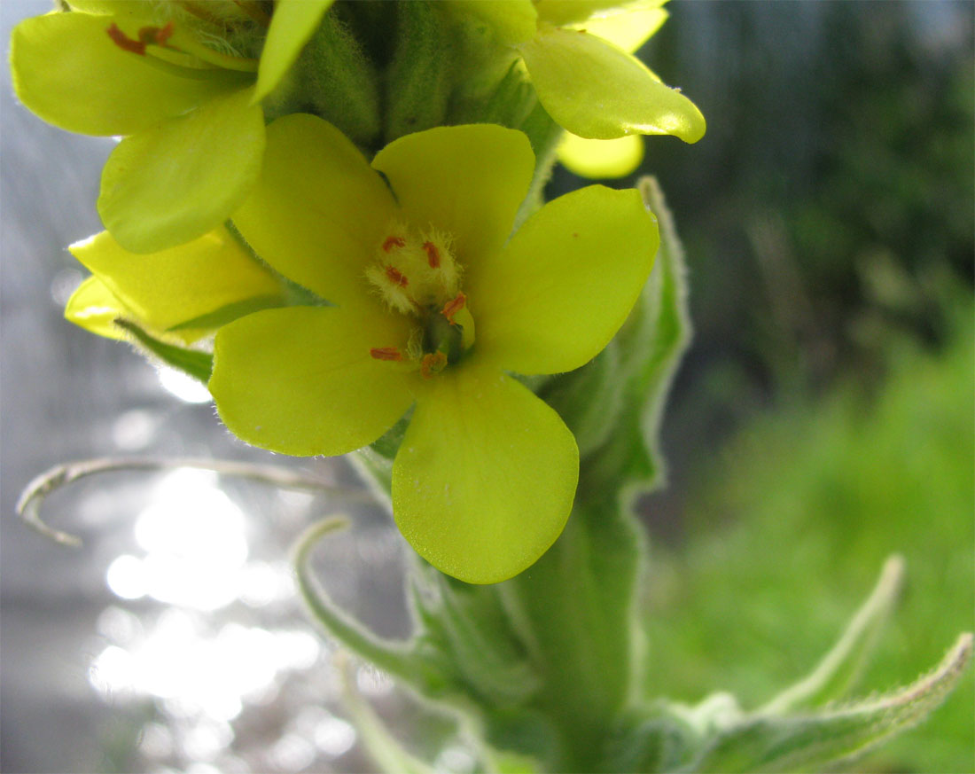 Изображение особи Verbascum thapsus.