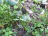 Festuca gigantea