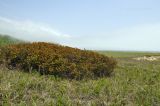 Rhododendron mucronulatum