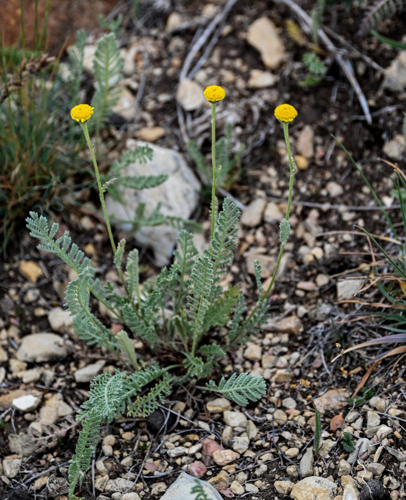 Image of Tanacetum aureum specimen.