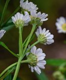 Achillea подвид macrocephala