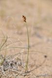 Carex physodes