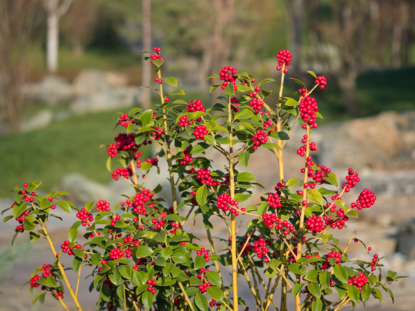 Image of Ilex &times; meserveae specimen.