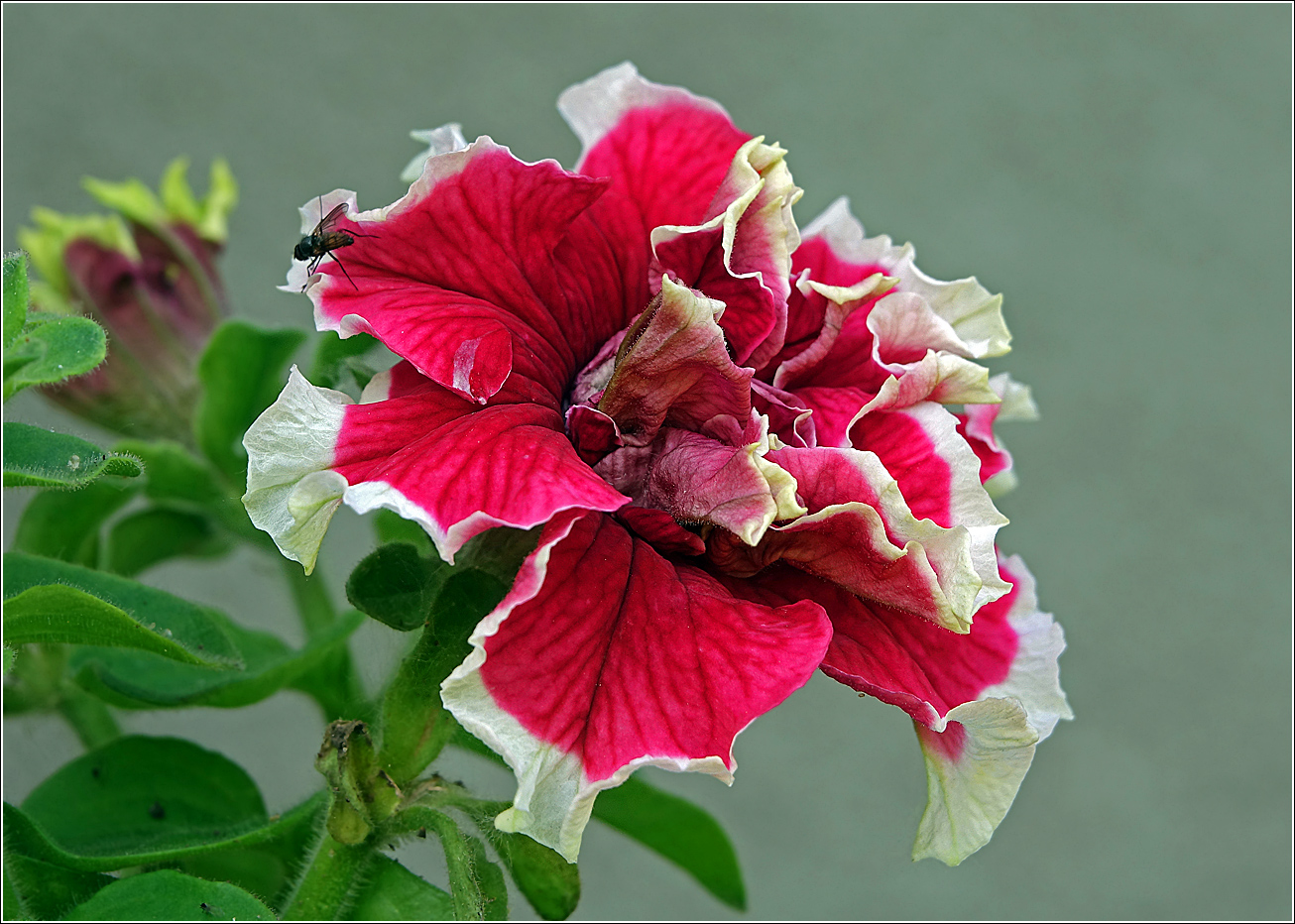 Image of Petunia &times; hybrida specimen.