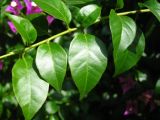 род Bougainvillea