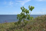 Syringa vulgaris