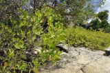 Lumnitzera racemosa. Ветвь с цветками. Вьетнам, провинция Кханьхоа, окр. г. Нячанг, остров Орхидей (Hoa Lan), песчаная коса рядом с устьем реки. 07.09.2023.