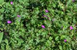 Geranium sanguineum. Цветущие растения. Северная Осетия, Алагирский р-н, Куртатинское ущелье, Кадаргаванский каньон, луговой склон. 23.07.2022.