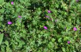 Geranium sanguineum