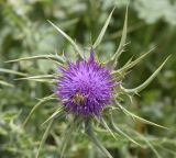 Silybum marianum