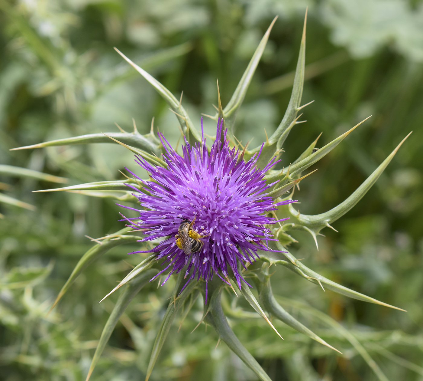 Изображение особи Silybum marianum.