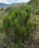 genus Ephedra. Растения с микростробилами. Армения, обл. Гегаркуник, берег оз. Севан, гора Артаниш, ≈ 2200 м н.у.м., луговой склон. 23.06.2022.