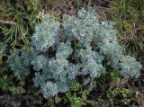 Artemisia austriaca