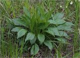 Solidago virgaurea. Вегетирующее растение. Московская обл., Раменский р-н, окр. ж.-д. платформы Хрипань, просека под ЛЭП. 06.05.2024.