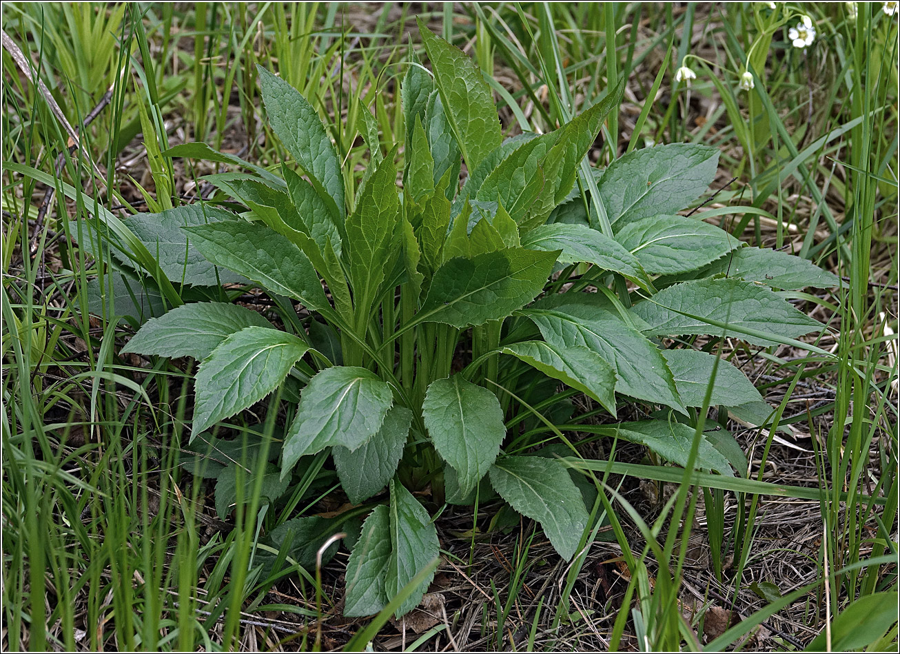 Изображение особи Solidago virgaurea.