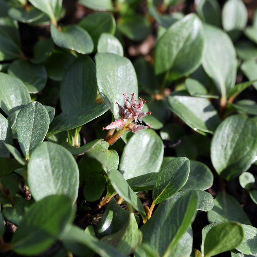 Image of Salix polaris specimen.