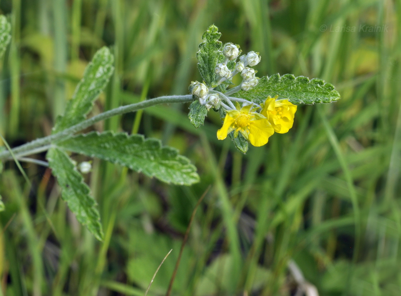 Изображение особи Potentilla discolor.