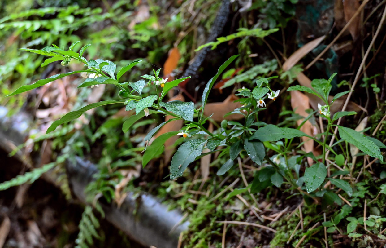 Image of genus Solanum specimen.