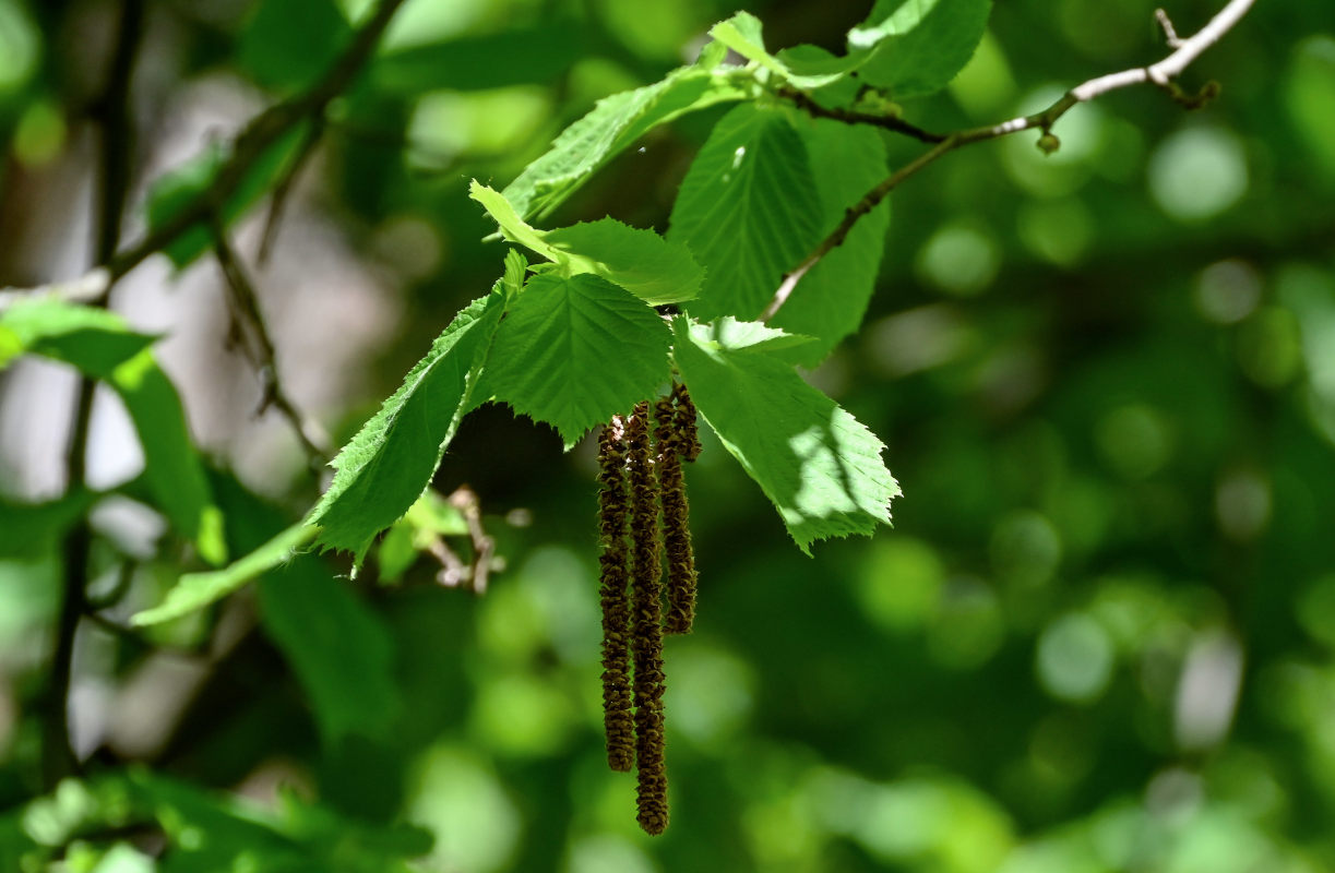 Image of Corylus avellana specimen.