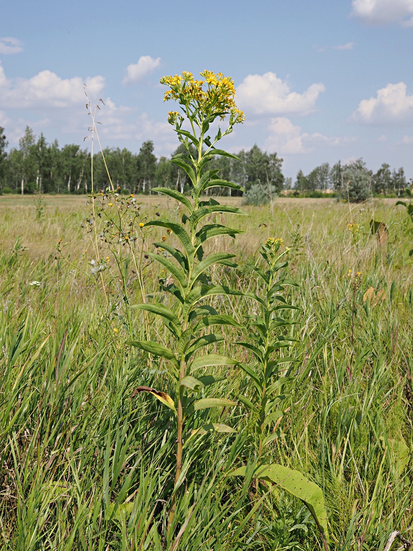 Изображение особи Senecio sarracenicus.