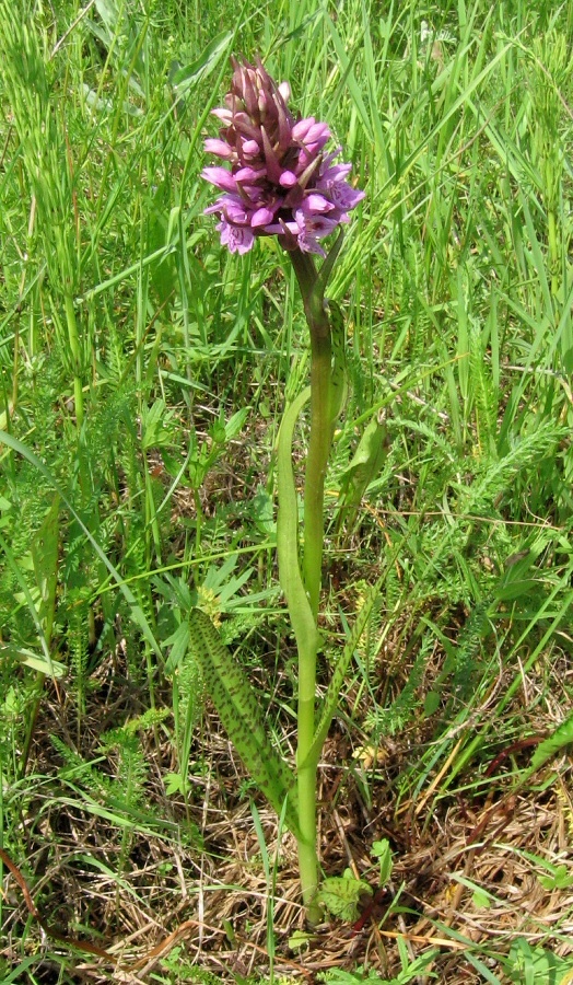 Image of Dactylorhiza baltica specimen.