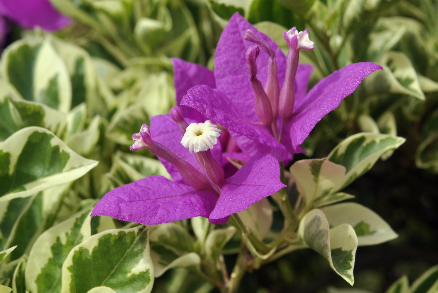 Изображение особи род Bougainvillea.