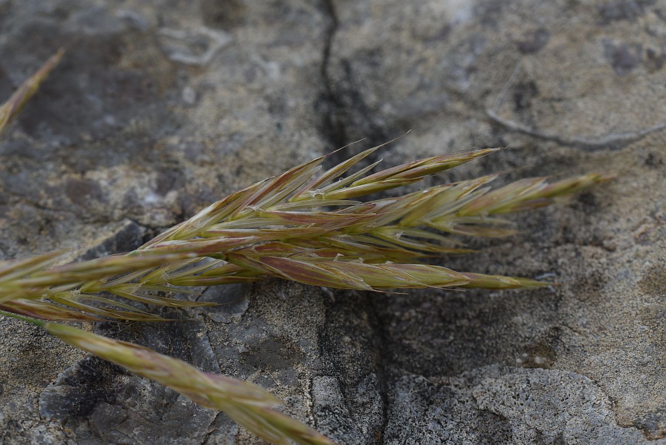 Изображение особи семейство Poaceae.