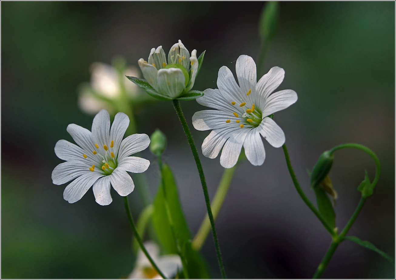 Image of Stellaria holostea specimen.