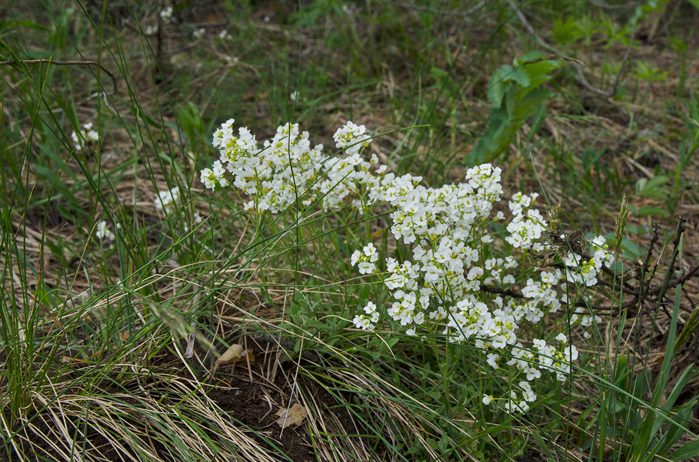 Изображение особи Schivereckia podolica.