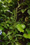 род Rumex