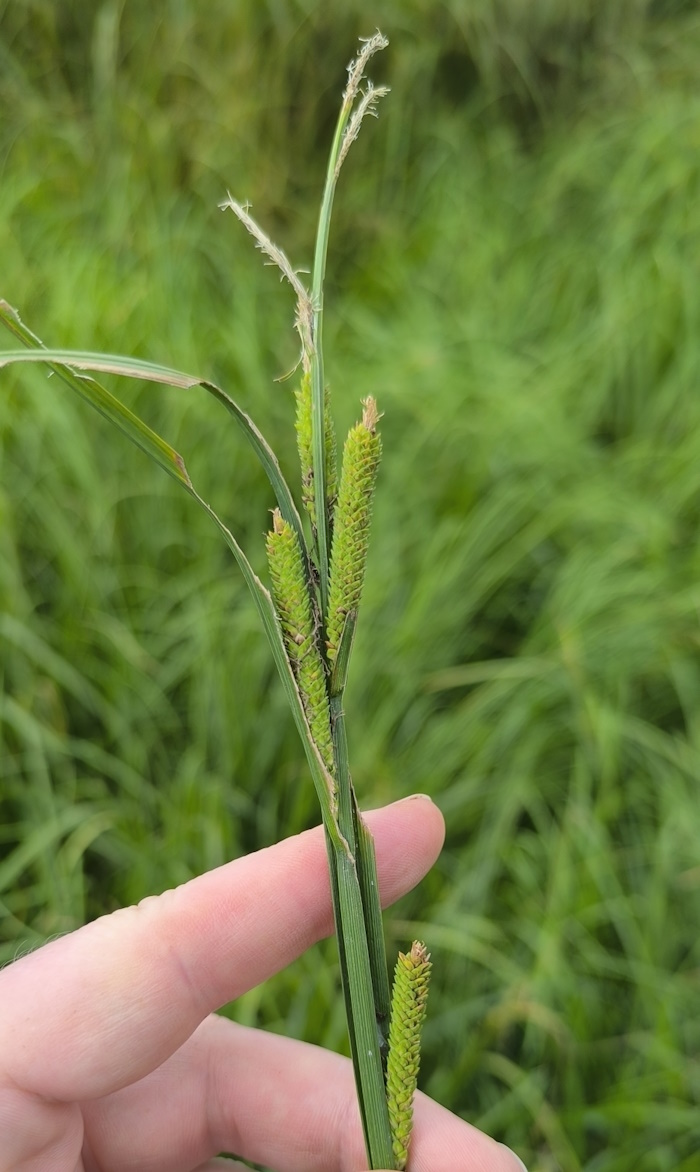 Изображение особи Carex aquatilis.