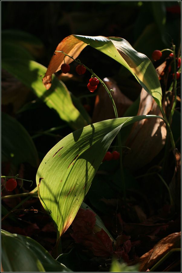 Изображение особи Convallaria majalis.