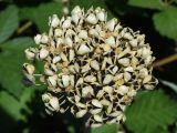 Allium suworowii