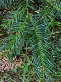 View full-size image Cunninghamia konishii