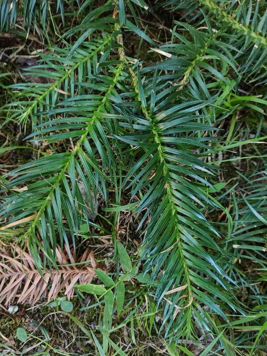 Изображение особи Cunninghamia konishii.