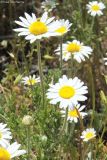 Anthemis ruthenica