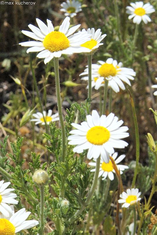 Image of Anthemis ruthenica specimen.