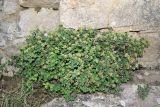 Spiraea pilosa