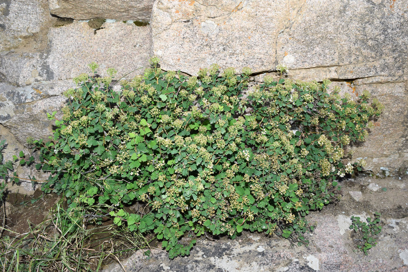 Изображение особи Spiraea pilosa.