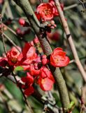 Chaenomeles × superba. Часть ветви с цветками и бутонами. Краснодарский край, Сочи, Адлерский р-н, парк \"Южные культуры\", в культуре. 09.03.2025.