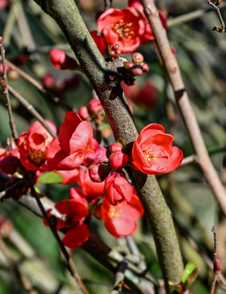 Image of Chaenomeles × superba specimen.