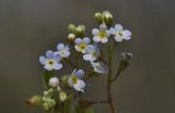 Trigonotis peduncularis