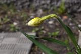 Narcissus × incomparabilis