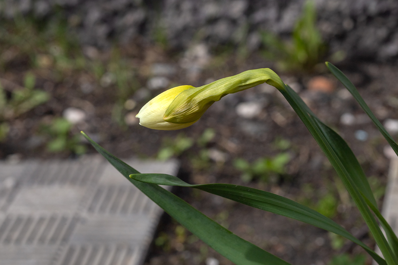 Image of Narcissus &times; incomparabilis specimen.