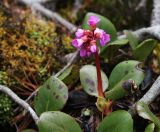 Bergenia pacifica. Цветущее растение. Приморский край, Чугуевский р-н, гора Облачная, выс. 1770 м н.у.м., в зарослях кедрового стланика (Pinus pumila). 07.06.2025.