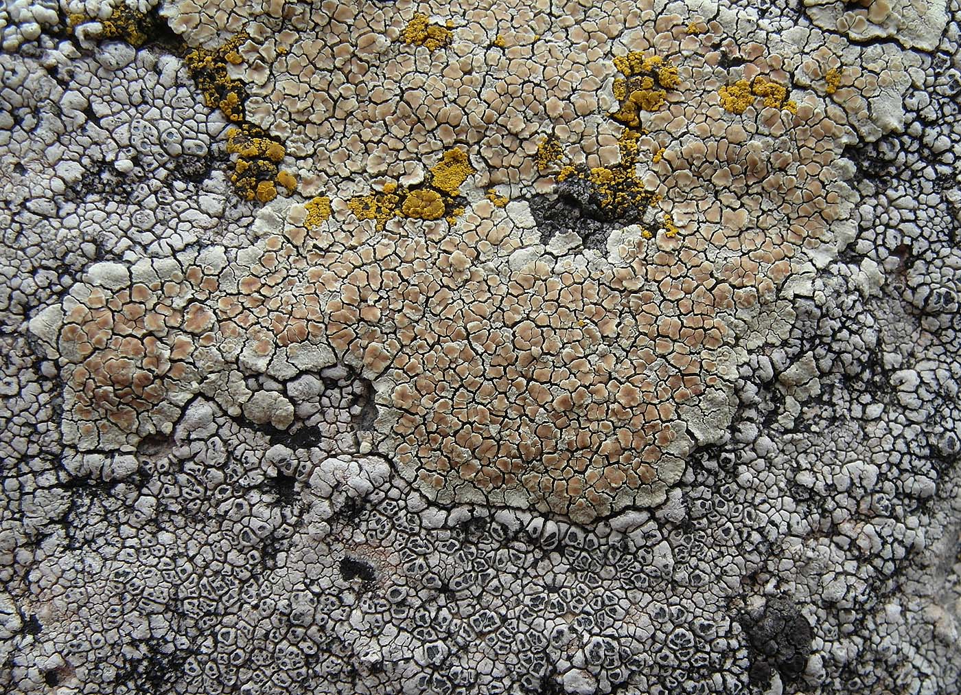 Image of Lecanora intricata specimen.